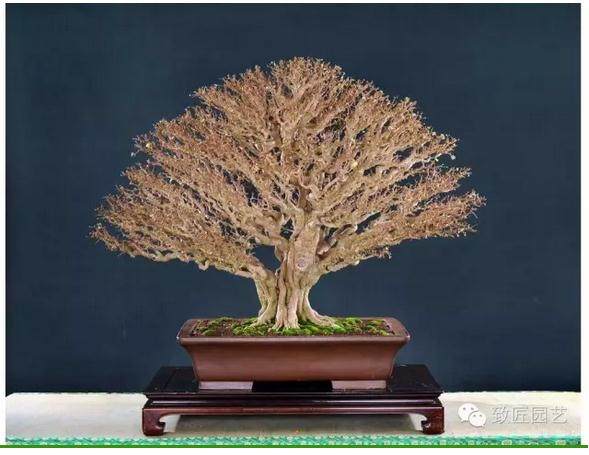 如何确定树桩盆景的造型趋向?