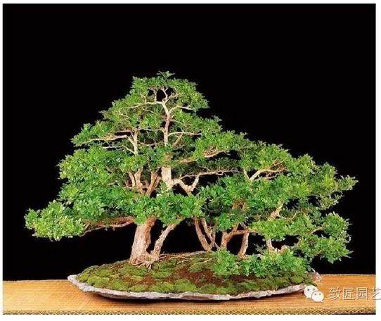 如何让盆景根艺雕琢而不失自然?