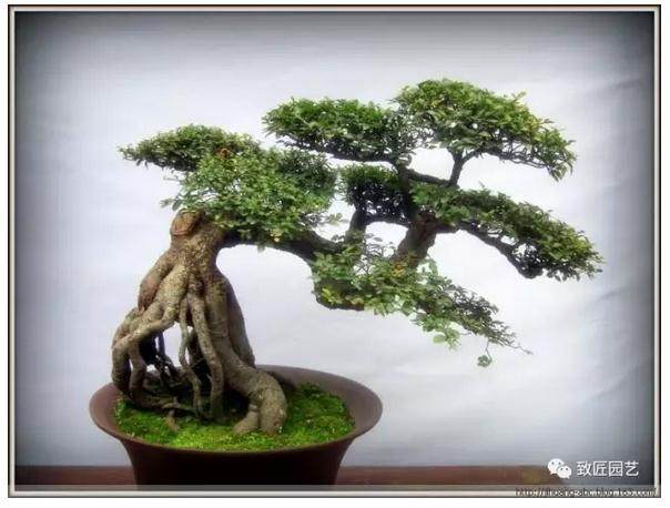 5个川派的树木盆景造型事项