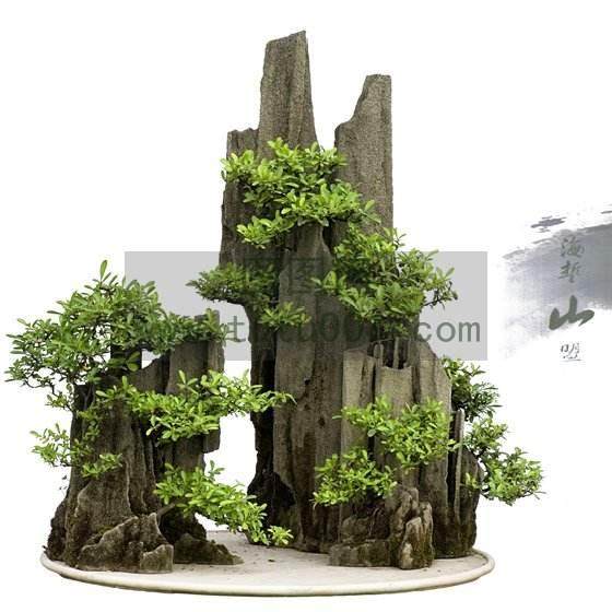 钟凯利用废弃火山石制盆景