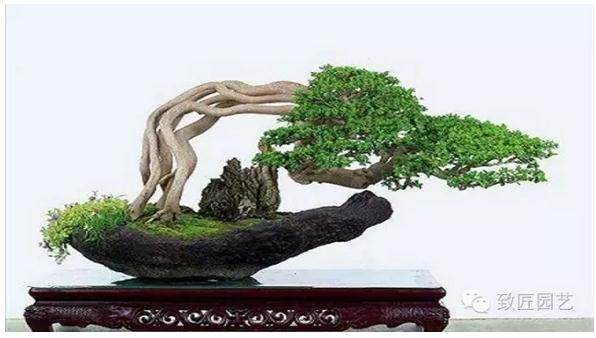 盆景创新的艺术追求