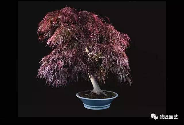 试论盆景植物选择标准