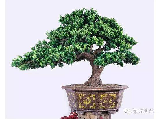 如何使盆景桩景枝干快速长粗?