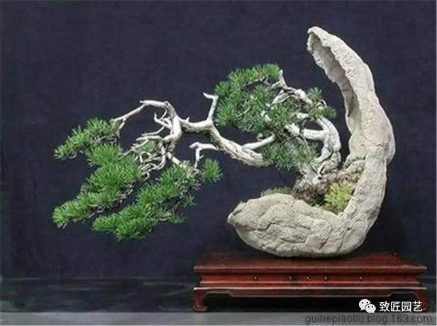 盆景中的辩证法和美学观点