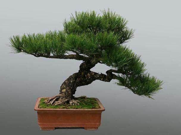 阳光沃土育文明:珠三角盆景文化