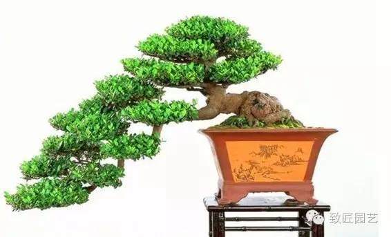 想学盆景?大师在这里!
