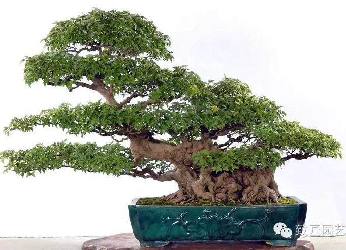 盆景在城市里越来越受欢迎