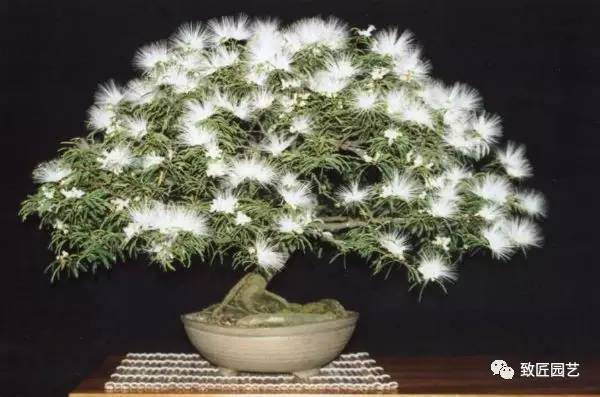 盆景中暗含的那些科学