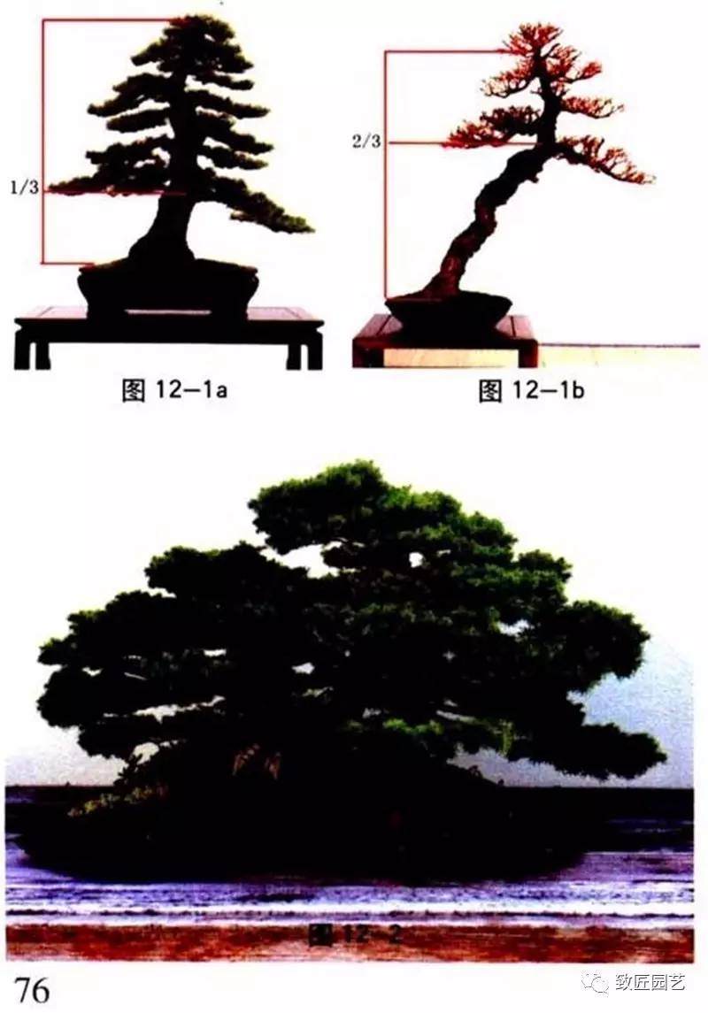 图解 盆景中枝怎么艺术处理的方法