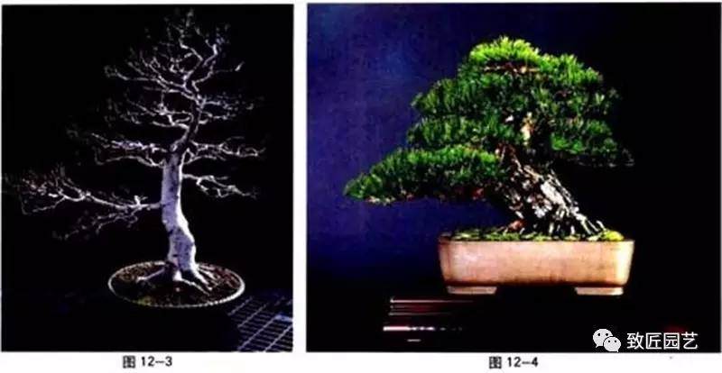 图解 盆景中枝怎么艺术处理的方法