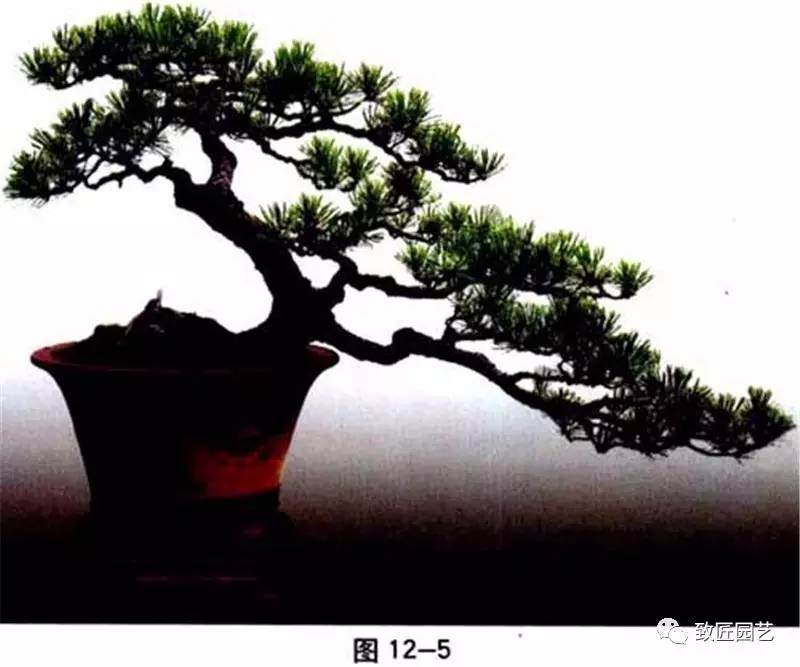 图解 盆景中枝怎么艺术处理的方法