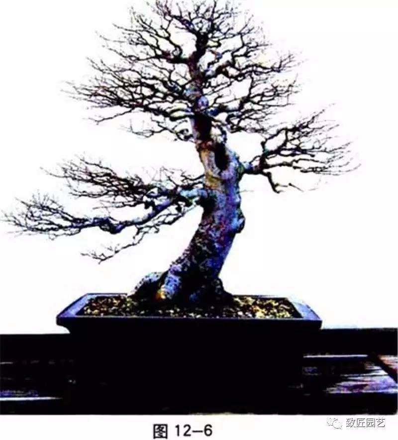 图解 盆景中枝怎么艺术处理的方法
