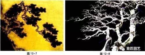 图解 盆景中枝怎么艺术处理的方法