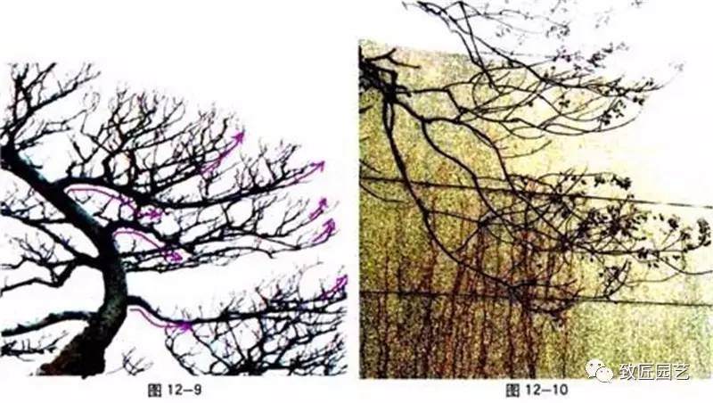 图解 盆景中枝怎么艺术处理的方法