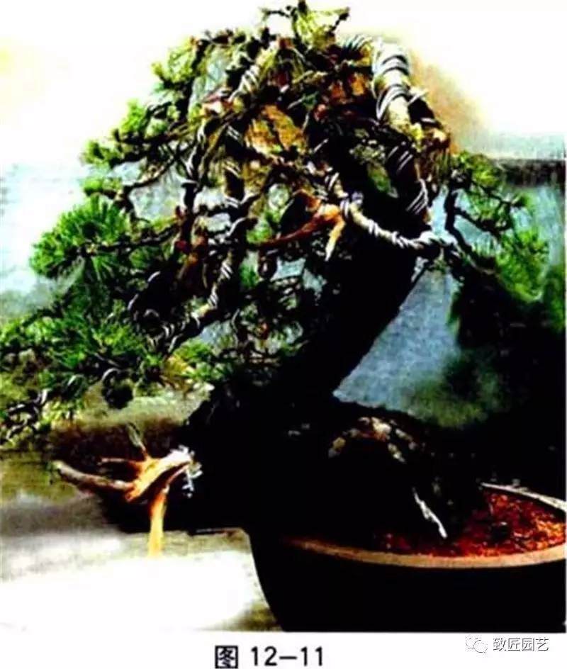 图解 盆景中枝怎么艺术处理的方法