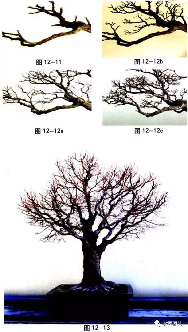 图解 盆景中枝怎么艺术处理的方法