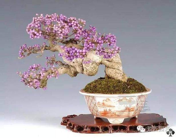 盆景植物的无土栽培与混合种植