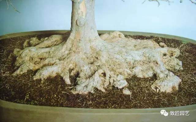 图解 日本三角枫盆景磐根之王造型