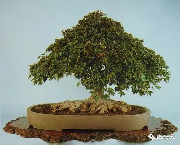 日本三角枫盆景磐根之王造型