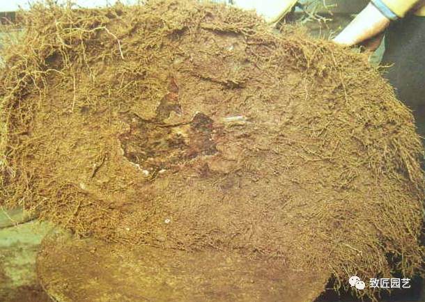 图解 日本三角枫盆景磐根之王造型