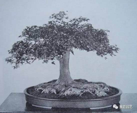 图解 日本三角枫盆景磐根之王造型