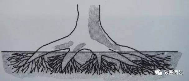 图解 日本三角枫盆景磐根之王造型