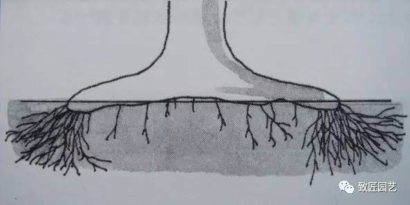 图解 日本三角枫盆景磐根之王造型