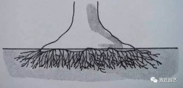 图解 日本三角枫盆景磐根之王造型