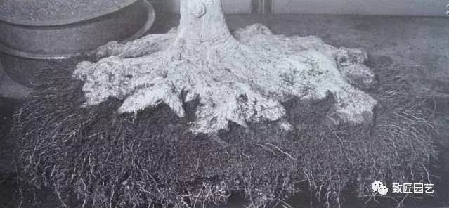 图解 日本三角枫盆景磐根之王造型