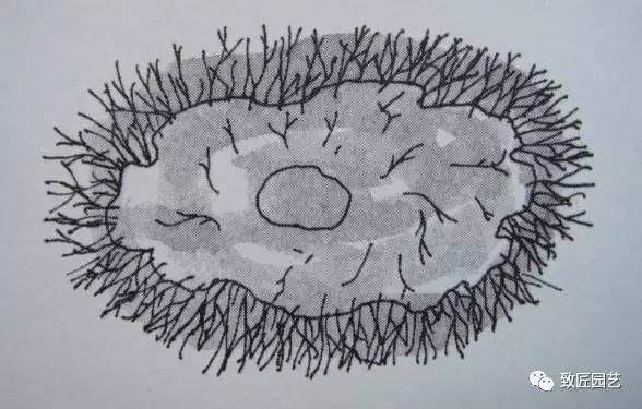 图解 日本三角枫盆景磐根之王造型