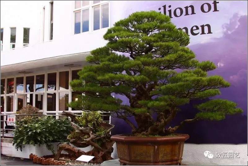 沧桑古拙出奇姿&mdash;盆景藏品