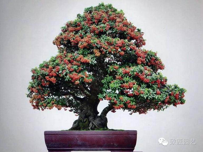 盆景艺术鉴赏真的不难