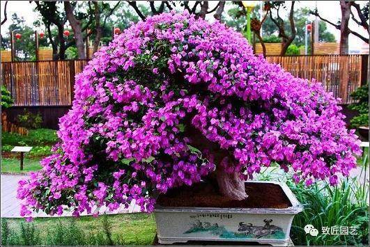 专家教你:如何鉴赏盆景?