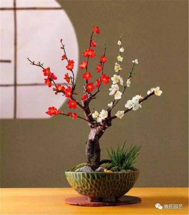 树木盆景配盆 如何选择的方法