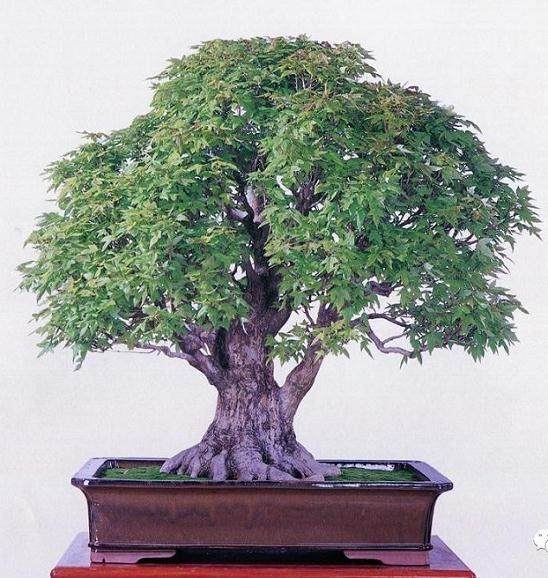 画龙点睛：如何给盆景的命名？