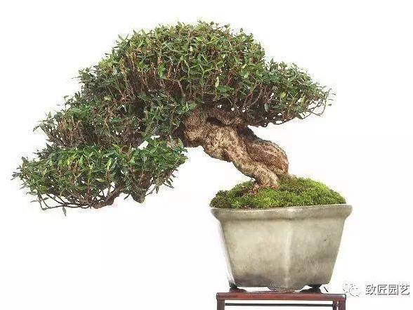 如何玩好微型盆景?二十年多来经验总结如下：
