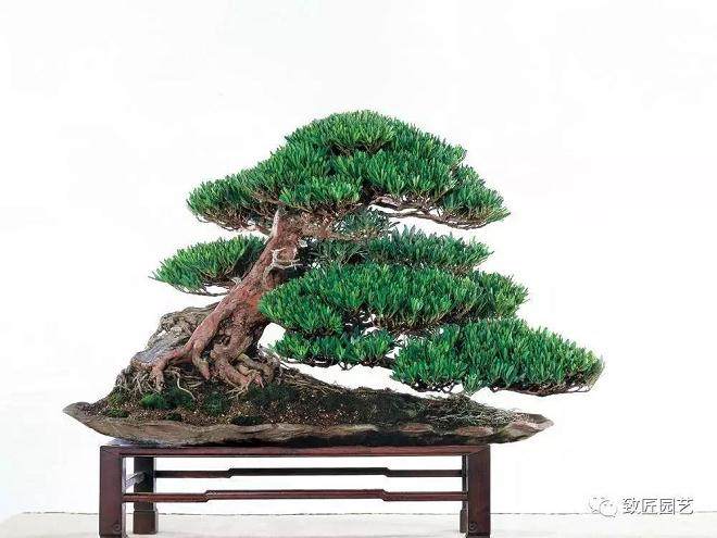 家庭种植罗汉松盆景风水有讲究