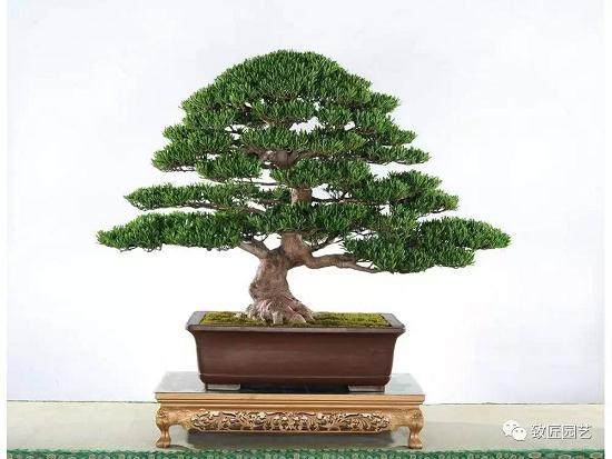 家庭种植罗汉松盆景风水有讲究
