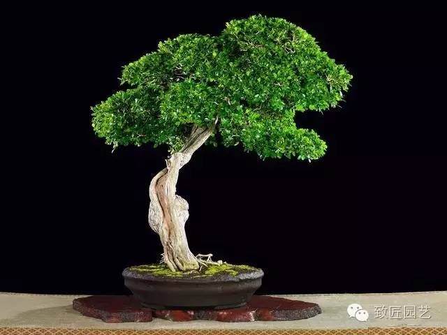 盆景蟠扎修剪制作几次为好 图片