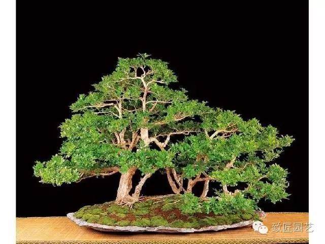 盆景蟠扎修剪制作几次为好 图片