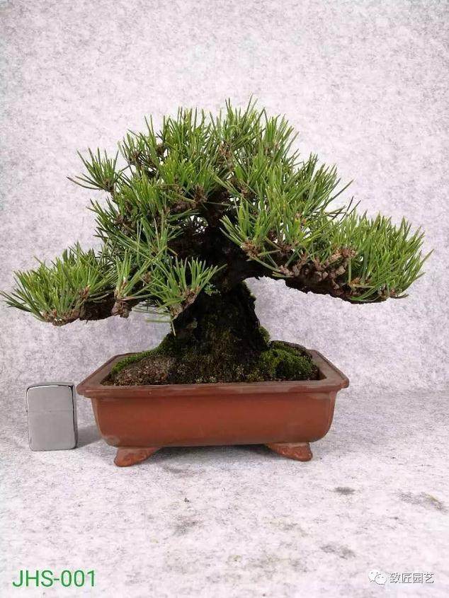 黑松老桩盆景怎样养护管理的方法