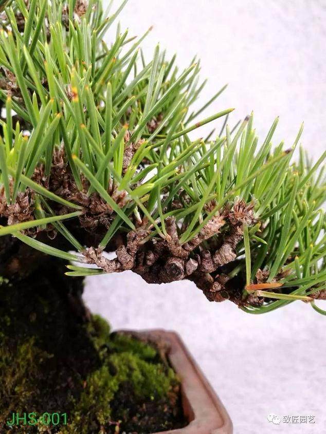 黑松老桩盆景怎样养护管理的方法