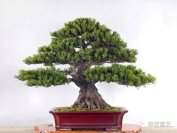 中国盆景艺术发展的必然趋势