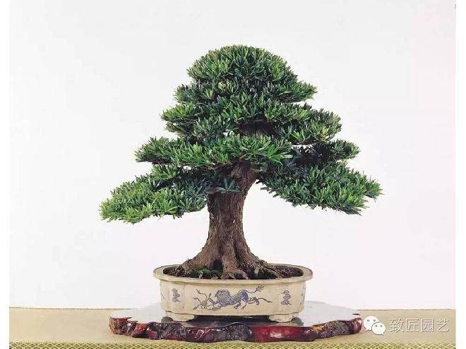 中国盆景艺术发展的必然趋势