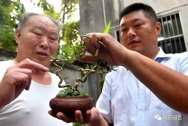 扬派盆景一代宗师万觐棠