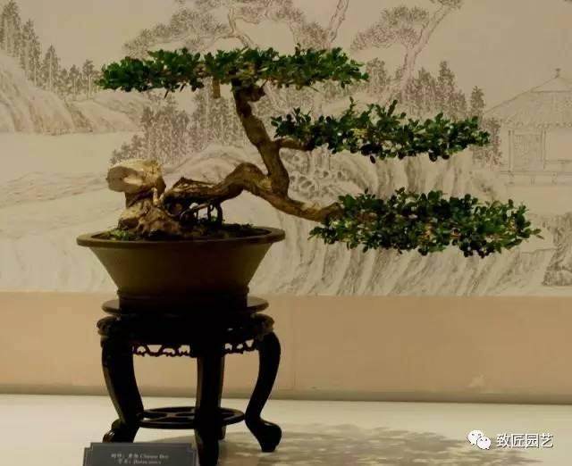 扬派盆景一代宗师万觐棠