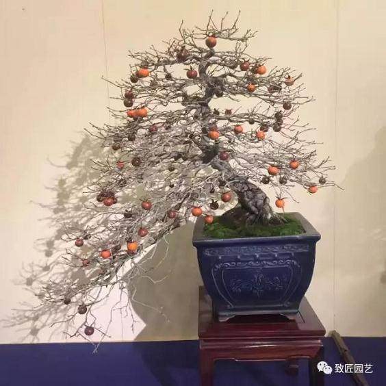 2017 日本国风盆景展作品欣赏