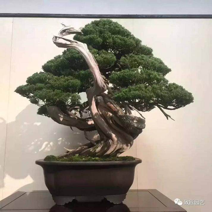 2017 日本国风盆景展作品欣赏