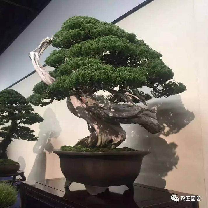 2017 日本国风盆景展作品欣赏