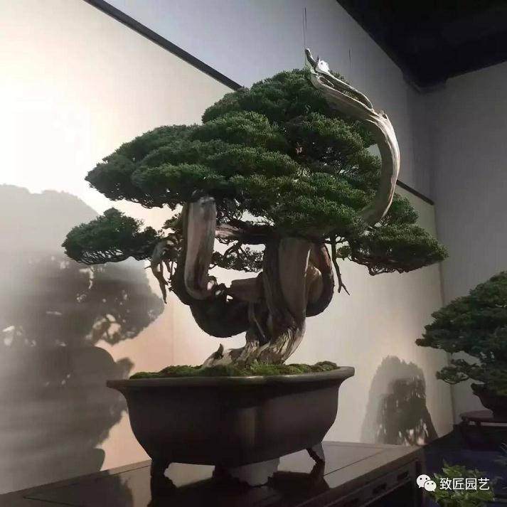 2017 日本国风盆景展作品欣赏